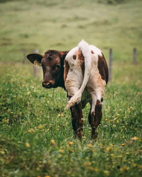 a cow with a tag in it's ear walking through a field