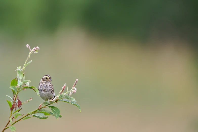 a small bird is sitting on a twig