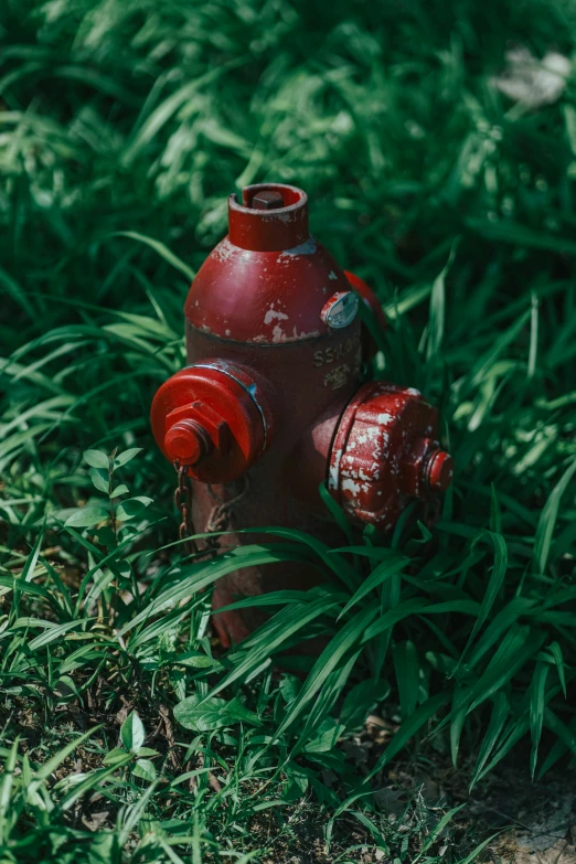 the red fire hydrant is surrounded by tall grass