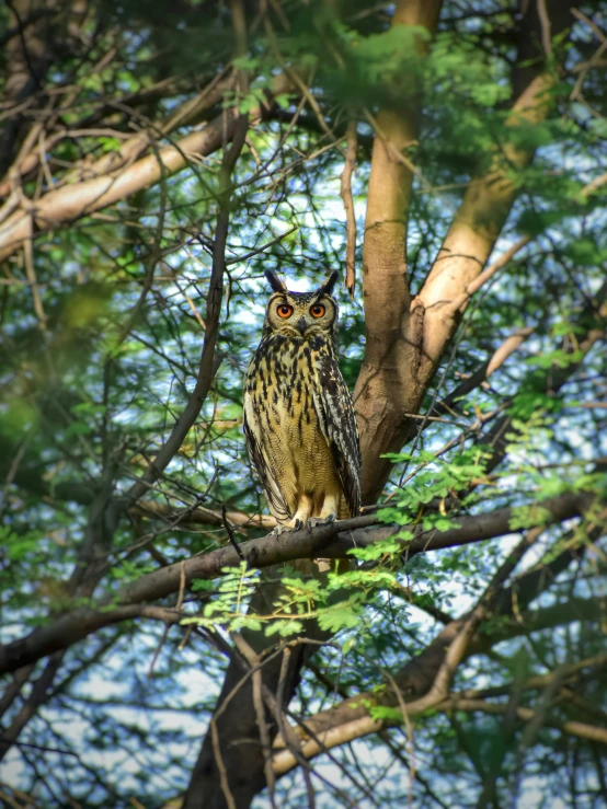 an owl sitting in a tree looking around