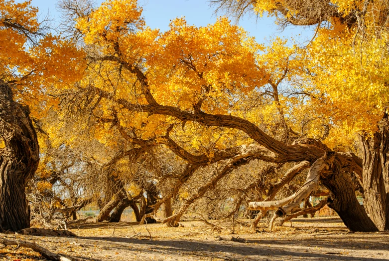 trees with yellow leaves during the day in the woods