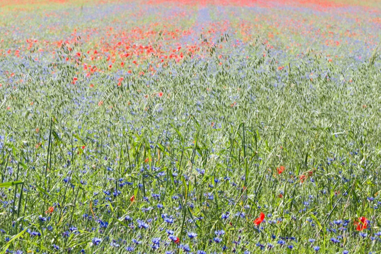 the large field has flowers all over it