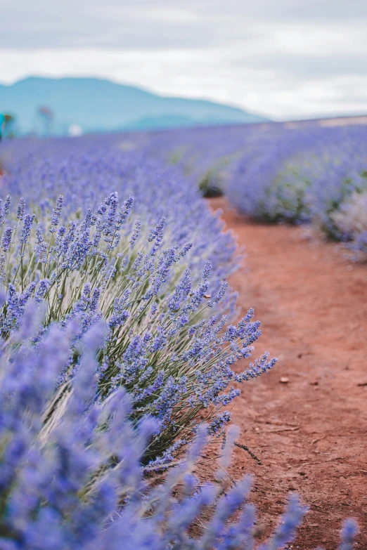 rows of lavenders growing next to dirt road