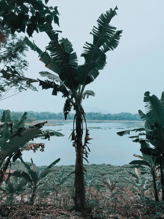 a banana tree on a rocky bank next to the water