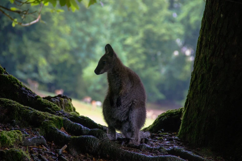 the animal is standing on the ground by a tree