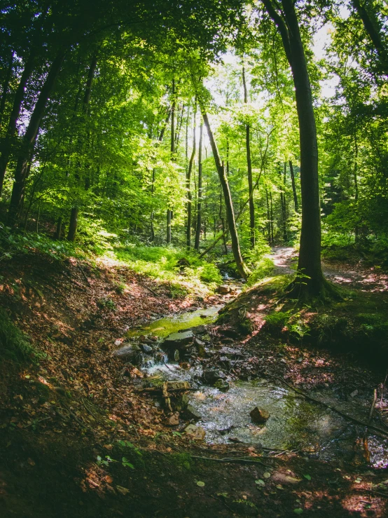 the sun shines through the trees onto a small stream