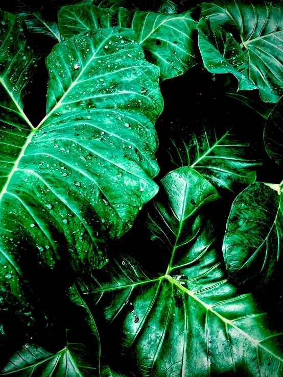 green leaves with drops of rain on them