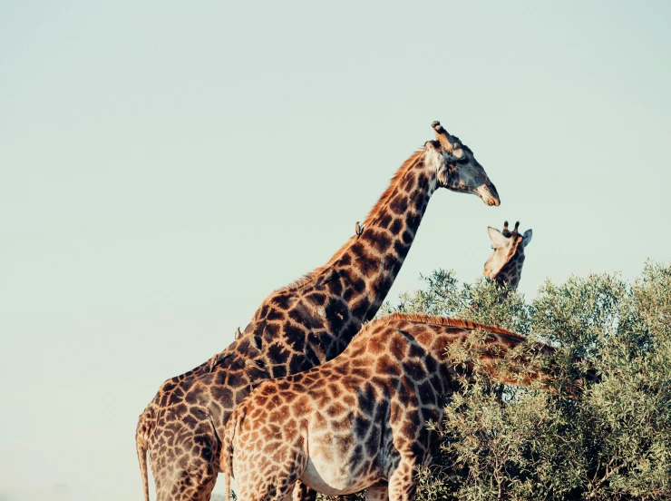 two giraffes standing near some brush and trees