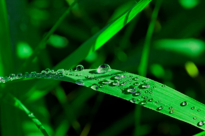 drops of water on a single green leaf