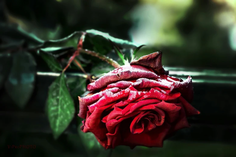 a single red rose is sitting next to the leaves