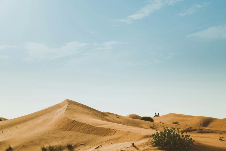 a sandy beach and a few green plants