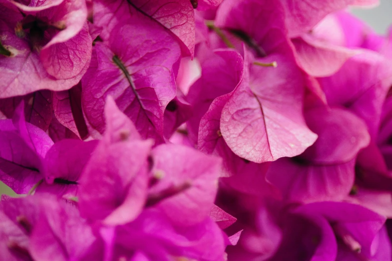 a bouquet of purple flowers on a white table