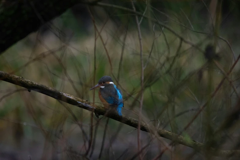 a little blue bird perched on a nch