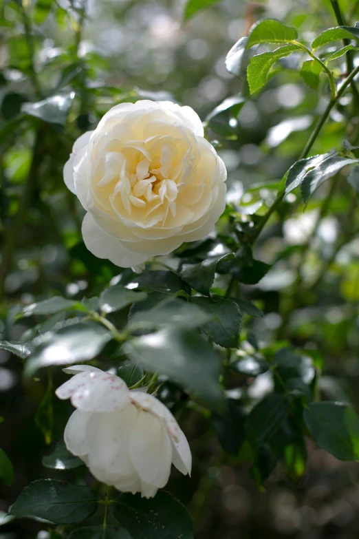 a couple of white roses are standing together