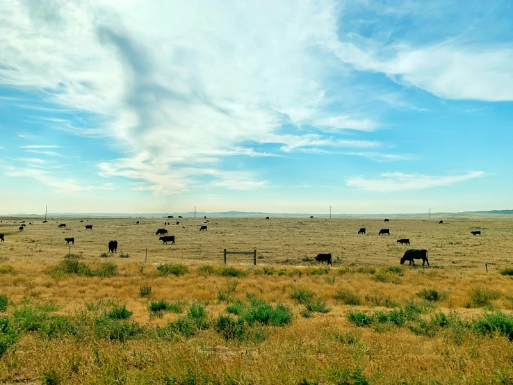 a herd of cattle standing on top of a dry grass field