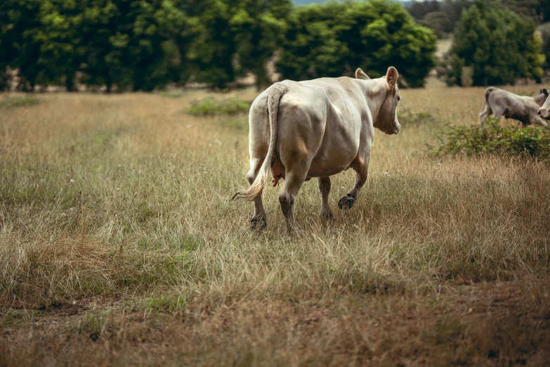 a cow walking through the grass towards trees