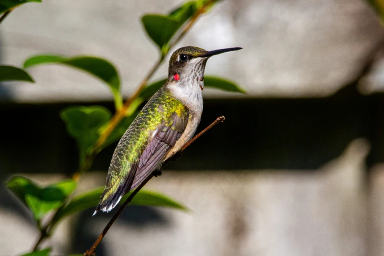 a small hummingbird perches on the nch of a tree