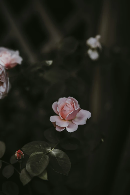 a pink flower is blooming on a tree