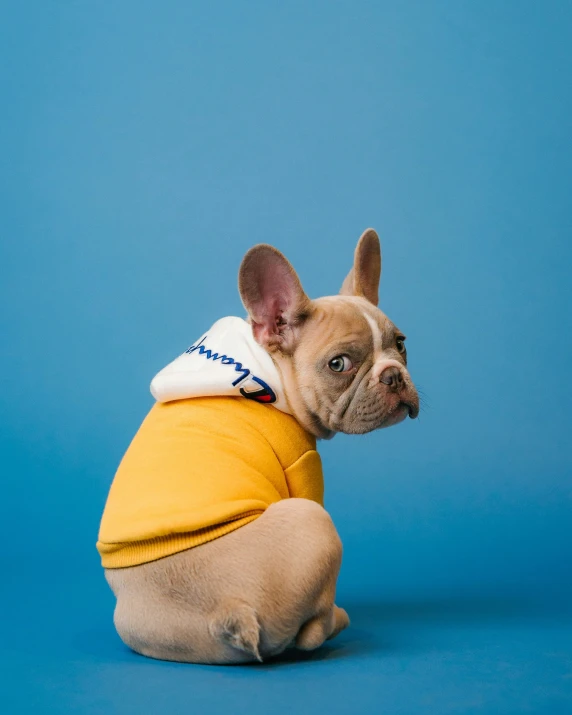 a small dog is sitting on the floor