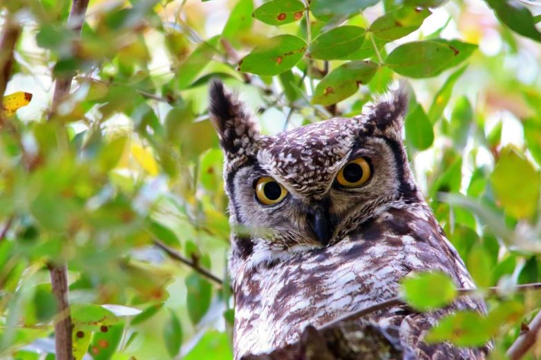 a close - up of a very cute looking owl in some trees