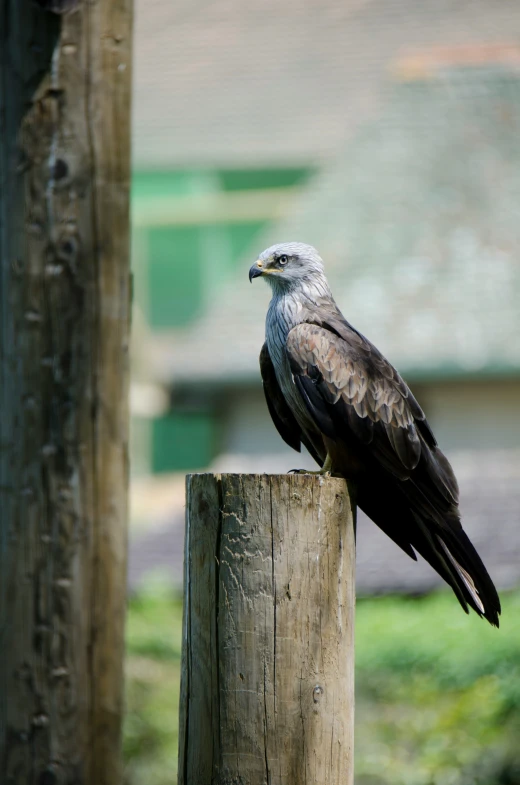 a black bird sits on a piece of wood