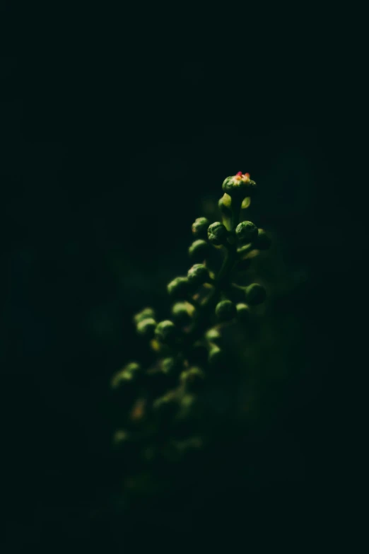 the budding plants are almost covered in leaves