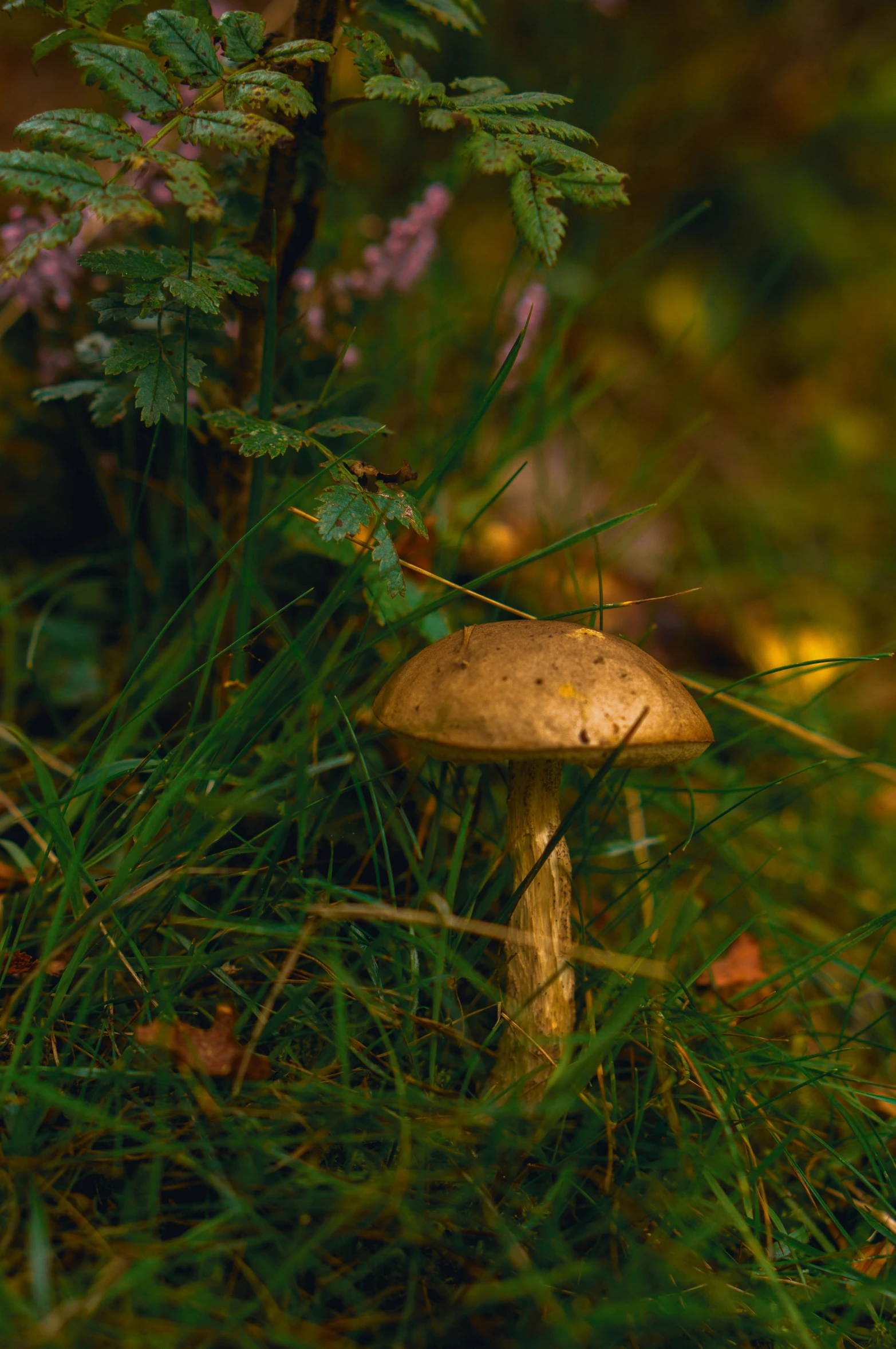 a mushroom in the grass surrounded by plants