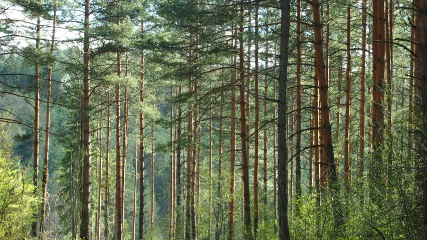 a very tall row of pine trees near many other trees