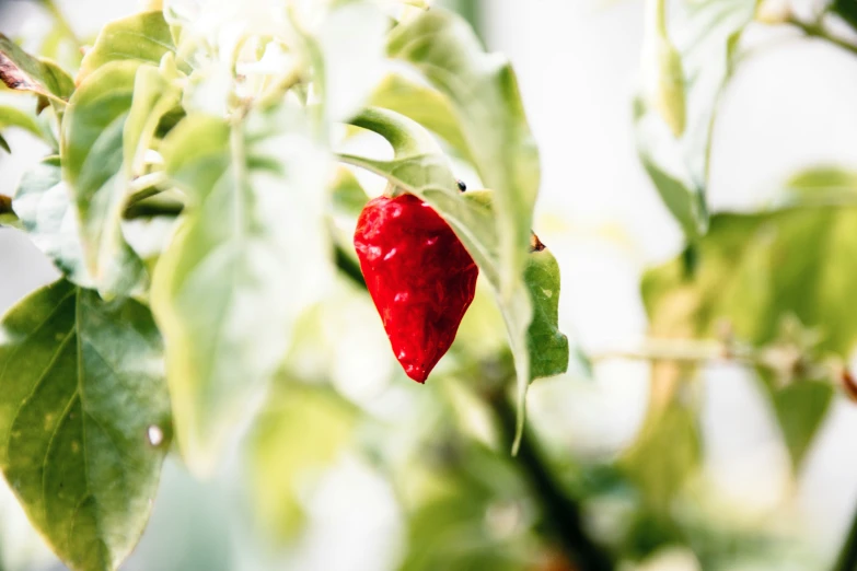 a red pepper is still hanging from the tree