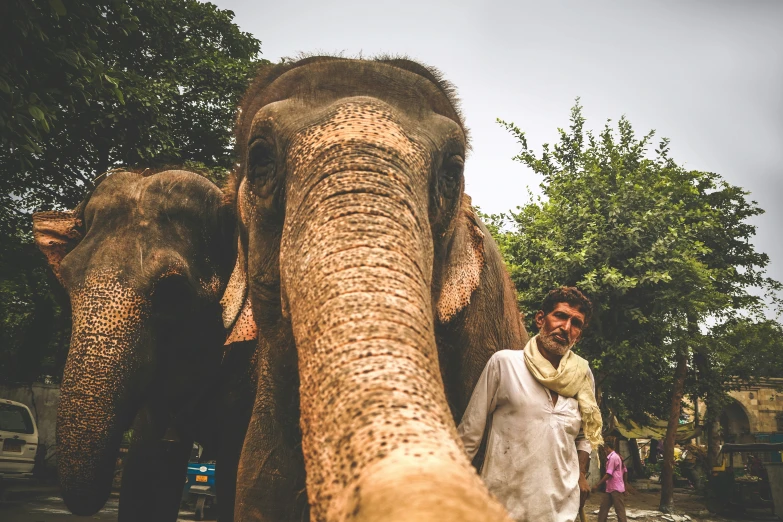 an elephant walks behind the man and woman