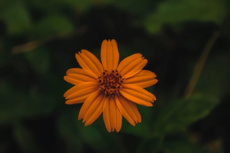 a lone orange flower with a black center