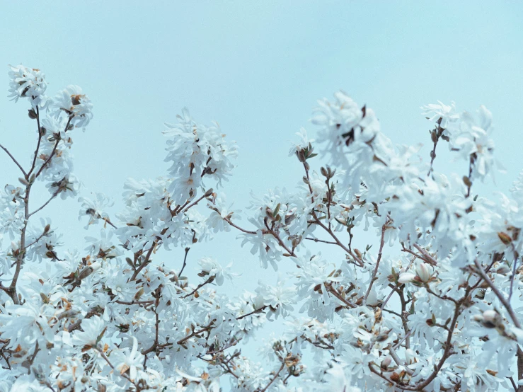 snow covered tree nches with white blossoms under blue sky