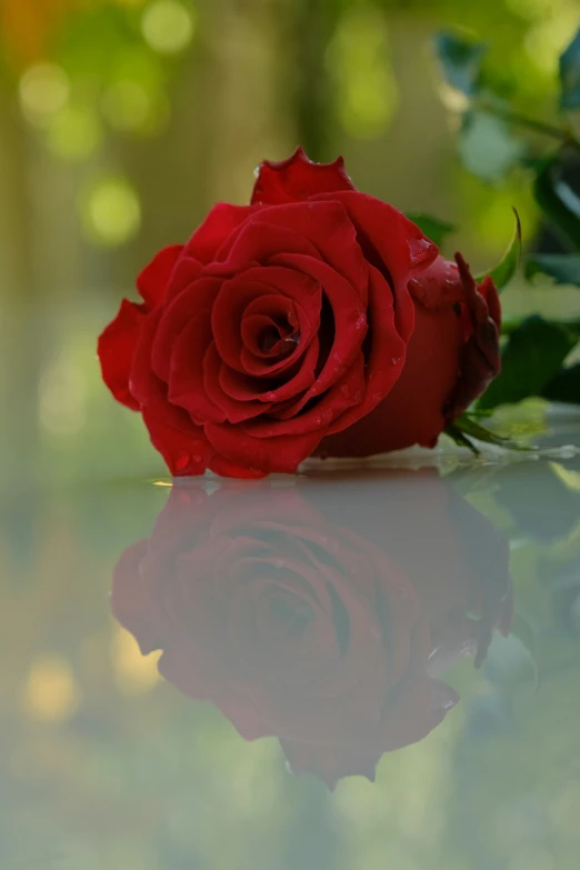 a red rose is on a shiny table