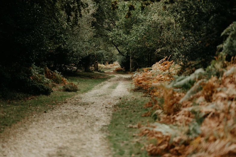 a trail is lined up among the trees and foliage