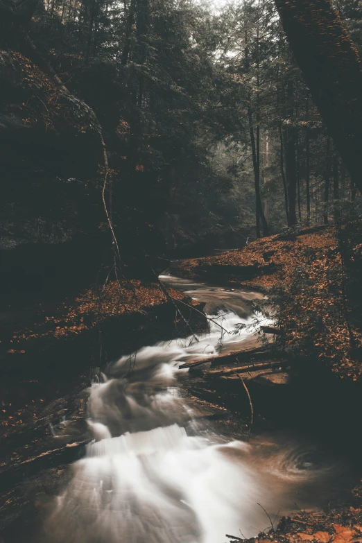 a stream flowing between some trees with leaves