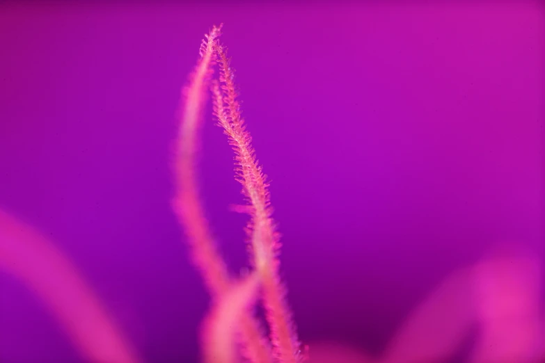 a closeup view of pink plant stem with other items