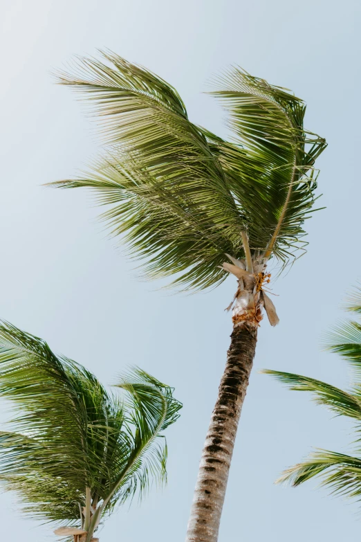 a view up at a palm tree with its top waving in the wind