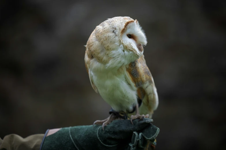 an owl perched on someones hand with his fingers crossed