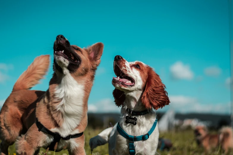 two dogs playing and laughing outside in a field