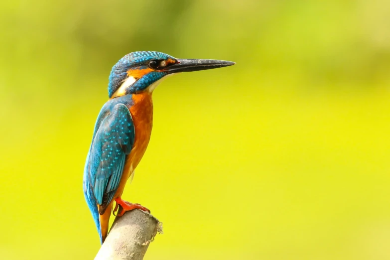 the colorful bird perched on top of the perch