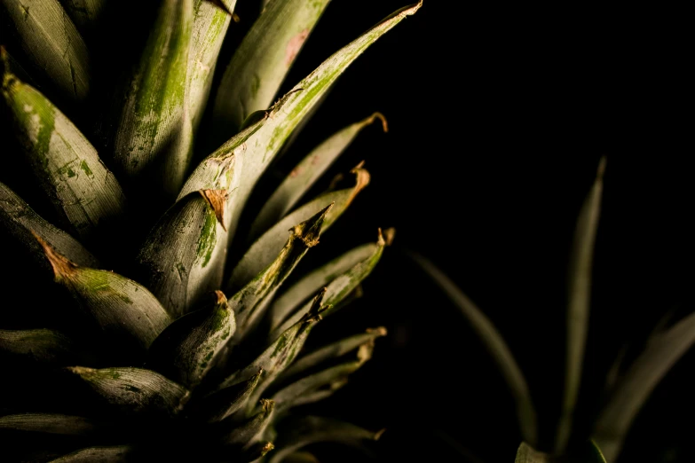 a close up view of an unripe pineapple
