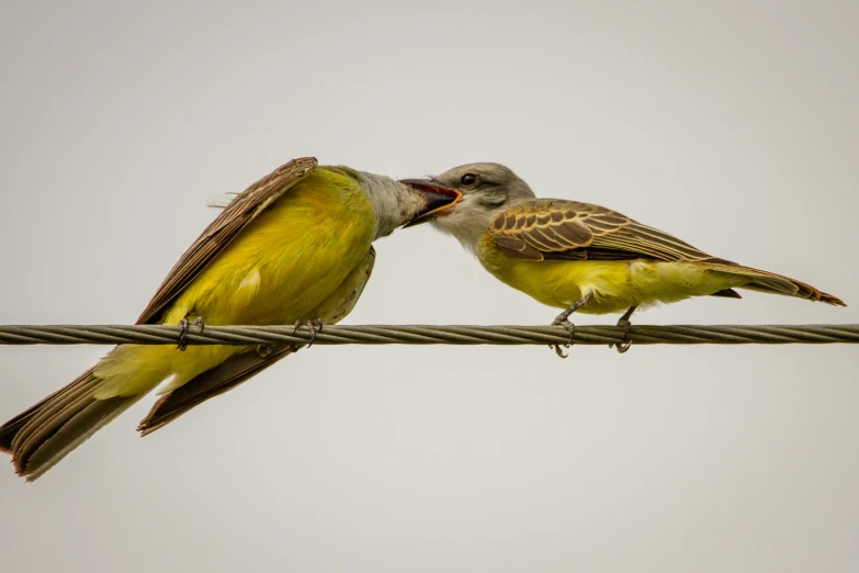 two small birds standing on top of electric wires