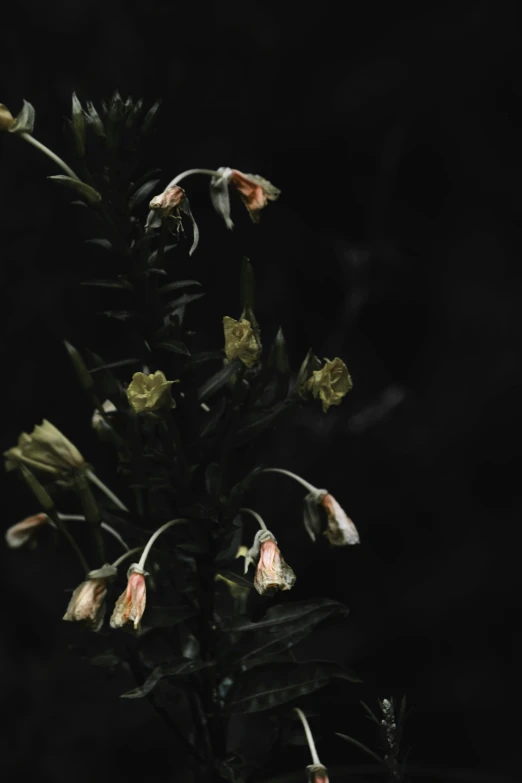 flowers in full bloom are emerging out from the dark background