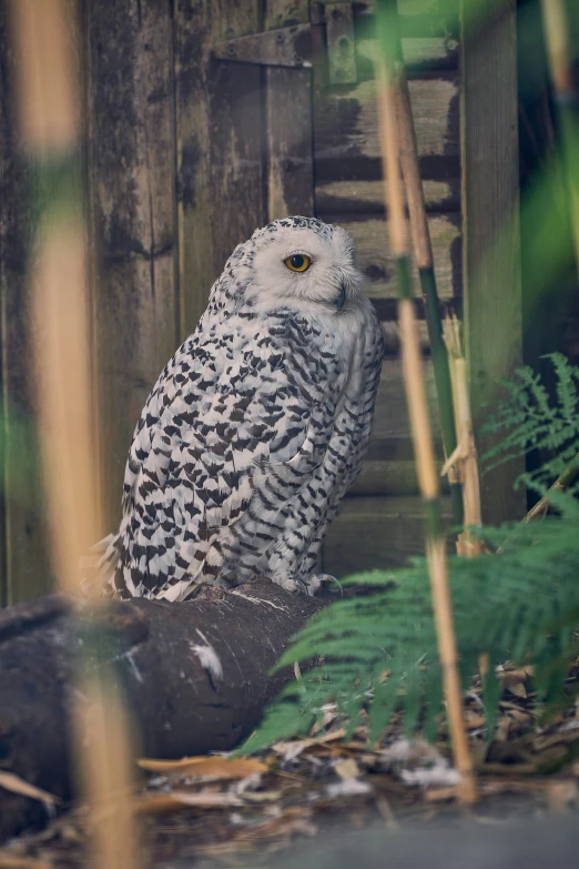 a close up of a white owl sitting on the ground