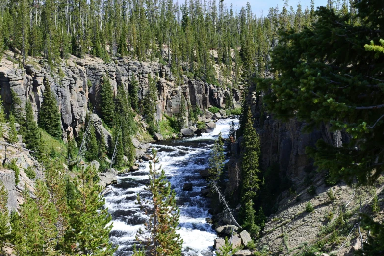 a stream flowing through a forest filled with tall trees