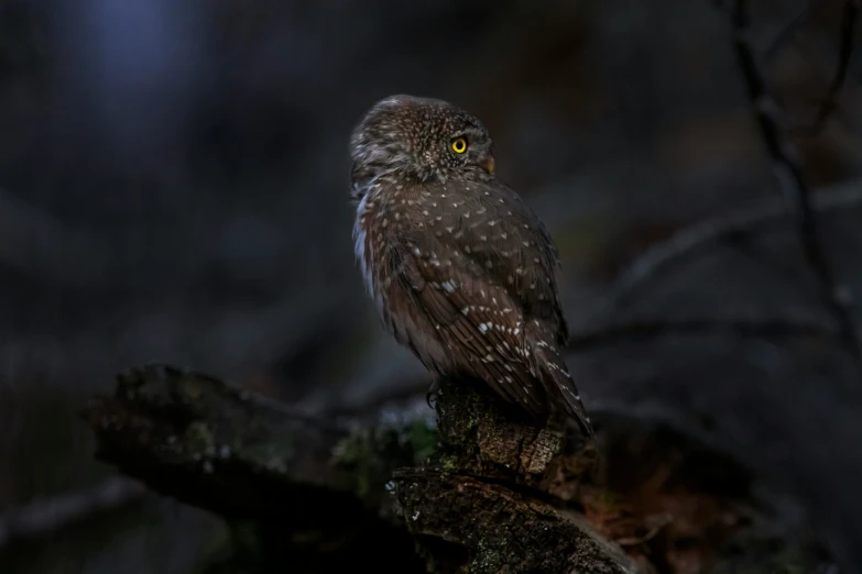 an owl that is standing on a tree limb