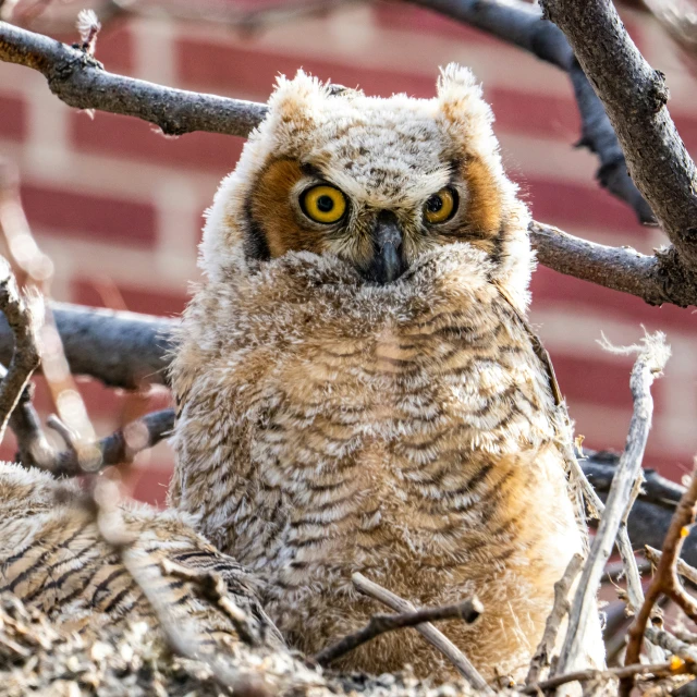 an owl is standing in a nest with some nches