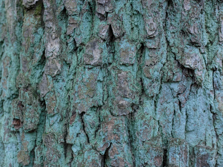 a close up image of the bark on an old tree