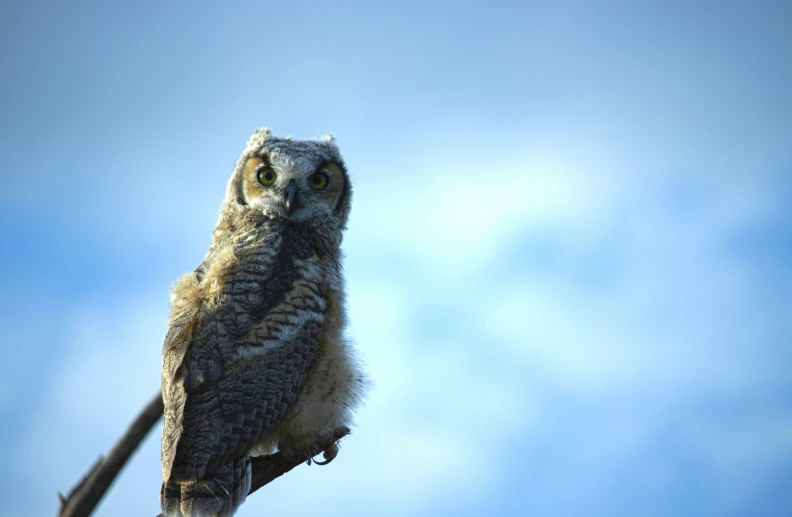 a little bird sitting on top of a nch looking