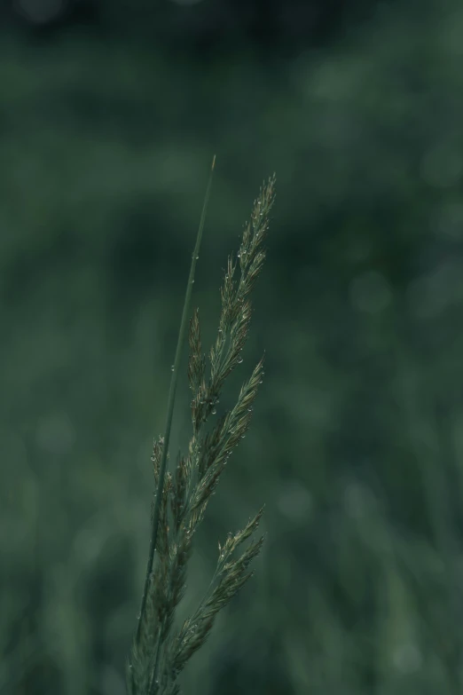 there is a stalk of grass in front of a blurry background